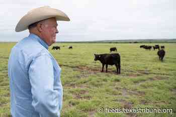 No fat to trim: Texas beef industry profits eaten away by new threat — the screwworm