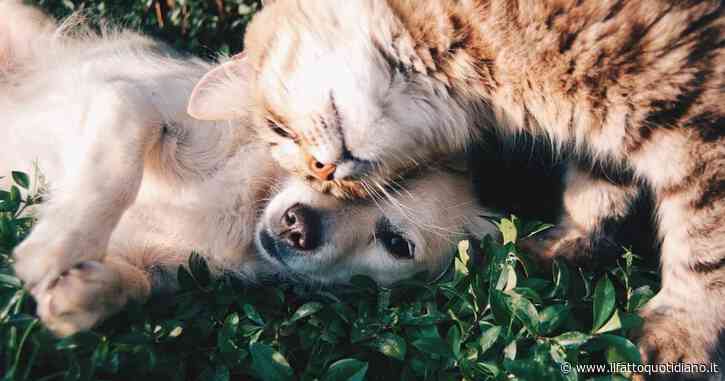 “Cani e gatti fuggono da casa il martedì alle ore 8” e non è un caso: la mappa di chi scompare di più in Europa