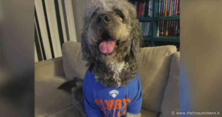 Le urla per la vittoria dei Knicks scambiate per una richiesta d’aiuto: agente uccide il cane Jameson sotto gli occhi della proprietaria