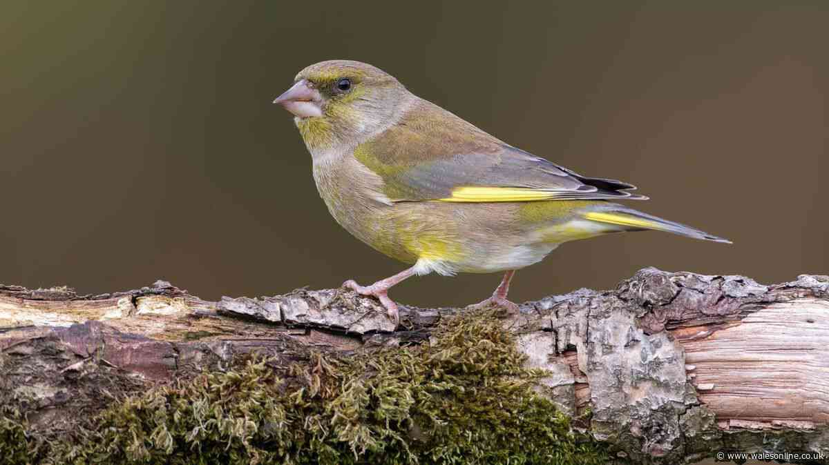 Welsh households urged to act now as 'contagious disease' hits garden birds
