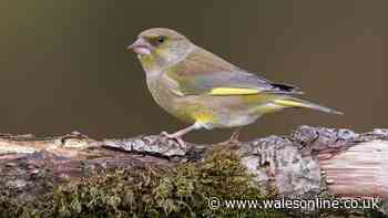 Welsh households urged to act now as 'contagious disease' hits garden birds