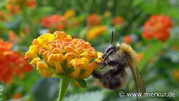 Die große Hummel-Challenge steht bevor: Einladung zur Teilnahme an Beobachtungs-Aktion