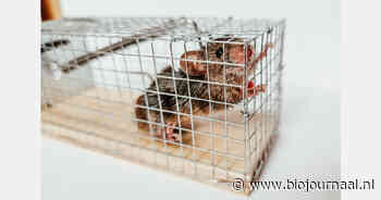 Internetconsultatie over aanscherping regels chemische bestrijding ratten en muizen