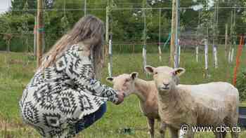 How sheep may make new apple orchards more environmentally friendly