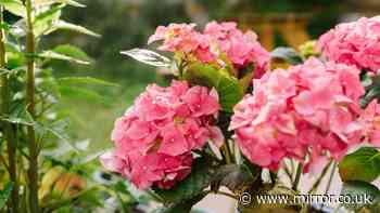Hydrangeas will 'flourish' better in gardens with 3 companion plants that they 'love'