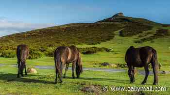 No10 insists Dartmoor ponies are 'safe' as Kemi Badenoch leads fury at prospect of 'mass slaughter' after quango ruling