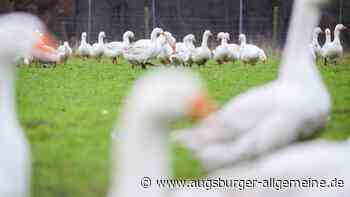 20 Gänse verschwinden von einer Wiese in Attenhofen: Wer kann Hinweise auf die Diebe geben?