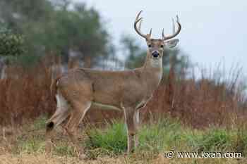 Border Report Live: Feds focus on wildlife as New World screwworm cases increase in US