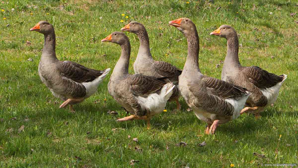 Niet wolven, maar ganzen bezorgen boeren de meeste schade