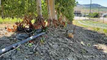 Farmers look to share water quota amid Vernon drought restrictions