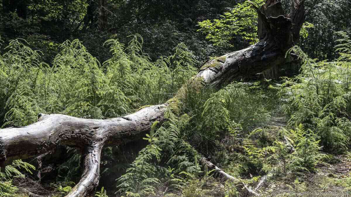 Unordnung durch Totholz im Wald lockt plötzlich mehr Tiere an