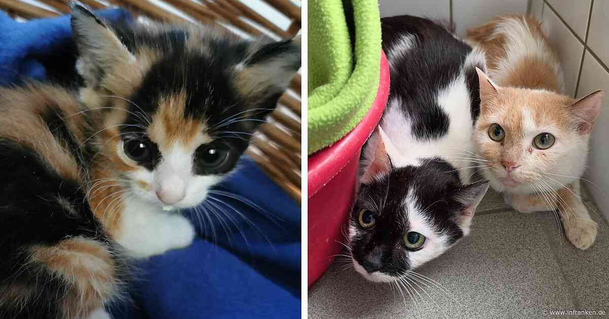 Tierheim Würzburg "zutiefst erschüttert": 24 Katzen aus Elend geholt
