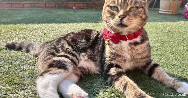 Cat snatched from drive on Ring doorbell footage is found dead three days later