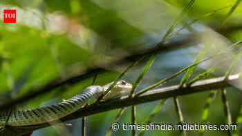 Can snakes really fly? 5 surprising facts about flying snakes