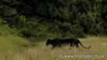 Photo claims to show big cat in Bristol park