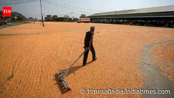India builds record grain reserves as El Nino returns