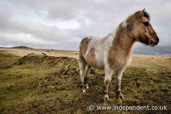 Fears that Dartmoor’s iconic ponies will be culled under new conservation rules
