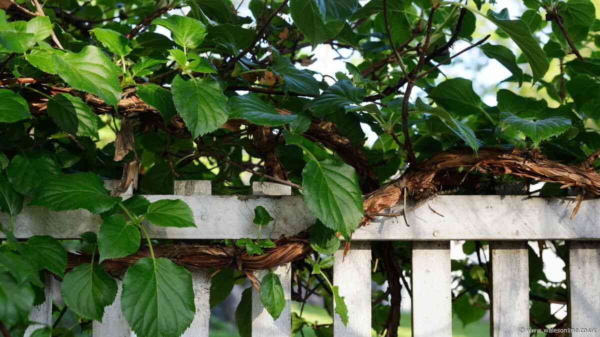 Neighbour's overhanging tree branches and roots - your legal rights explained