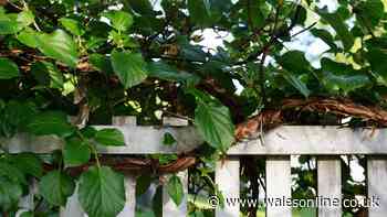 Neighbour's overhanging tree branches and roots - your legal rights explained