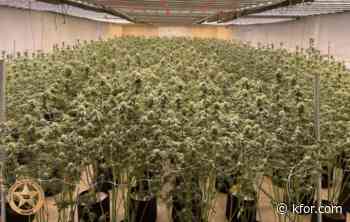 OBN seizes more than 5,000 marijuana plants in Arapaho bust
