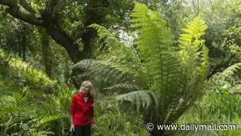 Green-fingered resident grows wildlife haven garden in bid to offset damage caused by millionaires in Sandbanks mansions