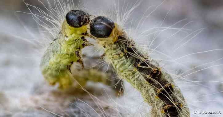 Toxic caterpillars causing skin and breathing problems are wreaking havoc in Berlin