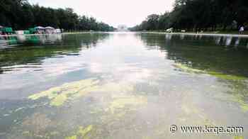 Green algae returns to reflecting pool days into Trump's renovation