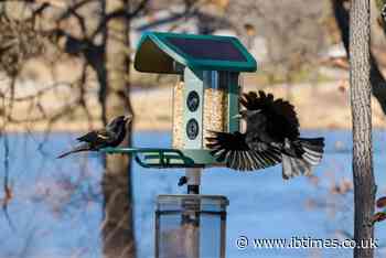 Father's Day 2026 Gift Idea: 4K AI-Integrated Bird Feeder Camera for Everyday Nature Watching