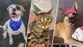 Miami-Dade drops adoption fees to $2.50 for America's birthday