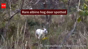 Rare albino hog deer spotted in Kaziranga, Assam: Why this extraordinary sighting is exciting wildlife travellers