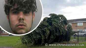 Man who cut down Christmas tree in County Durham village avoids jail