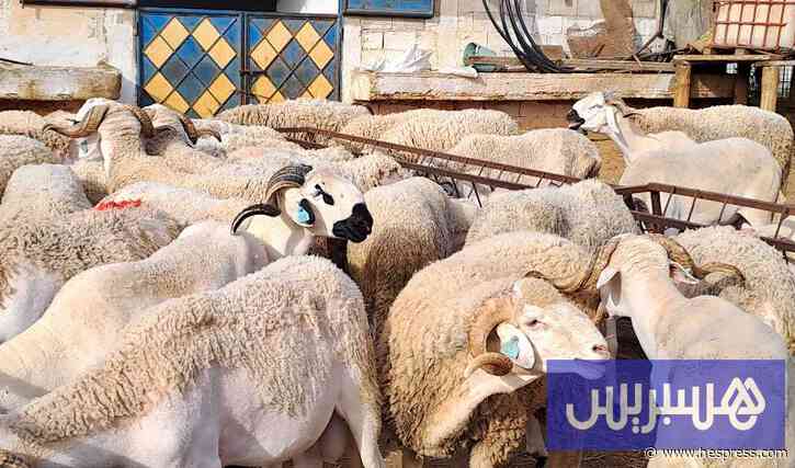 البواري: اضطرابات أسواق الماشية قبل عيد ال