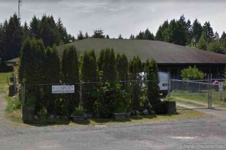Vancouver Island man pleads guilty after shooting dog caught in foot-hold trap