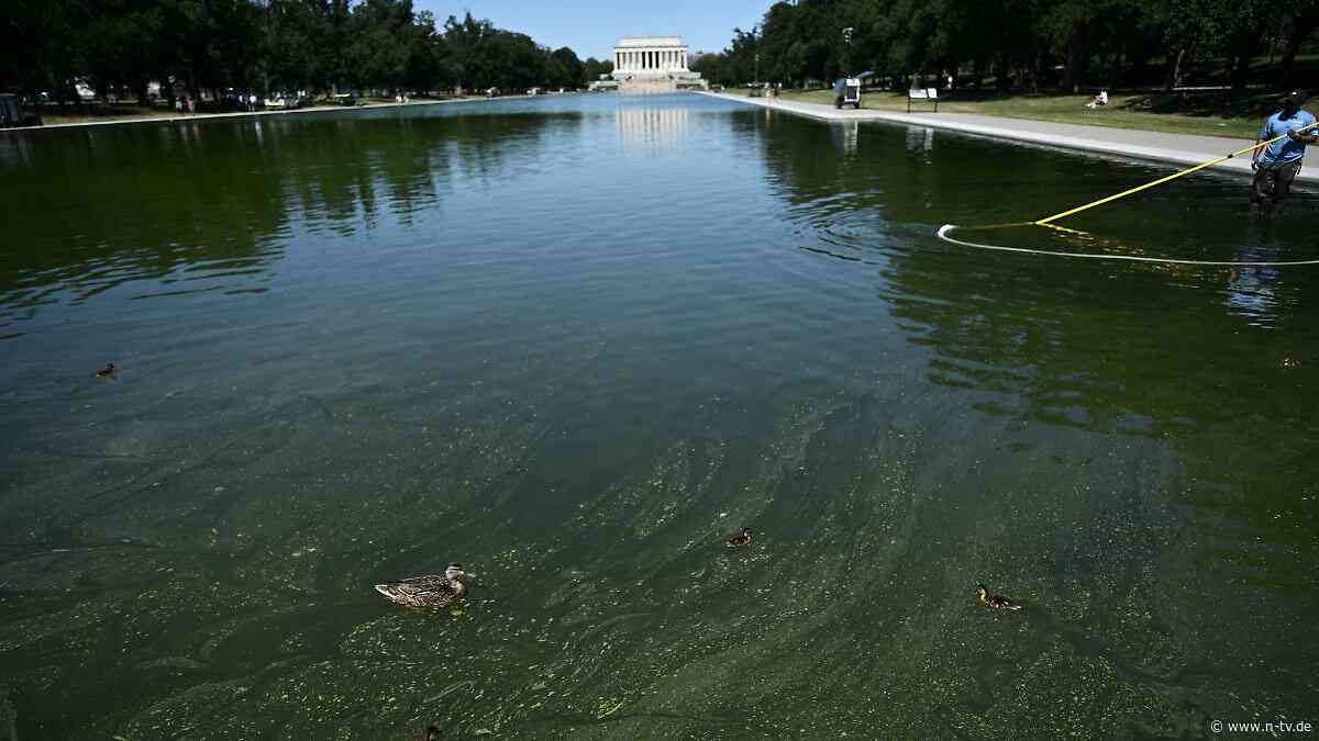Millionen in den Sand gesetzt?: Von Trump renoviertes Wasserbecken wieder von Algen befallen