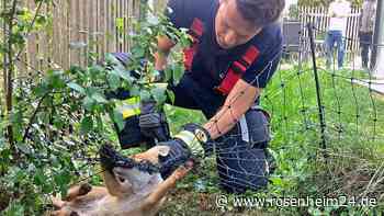 Schlinge um den Hals: Feuerwehr rettet Fuchs aus lebensgefährlicher Situation