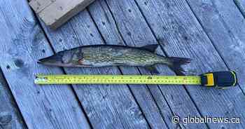 Invasive chain pickerel outnumber native fish at Kejimkujik National Park