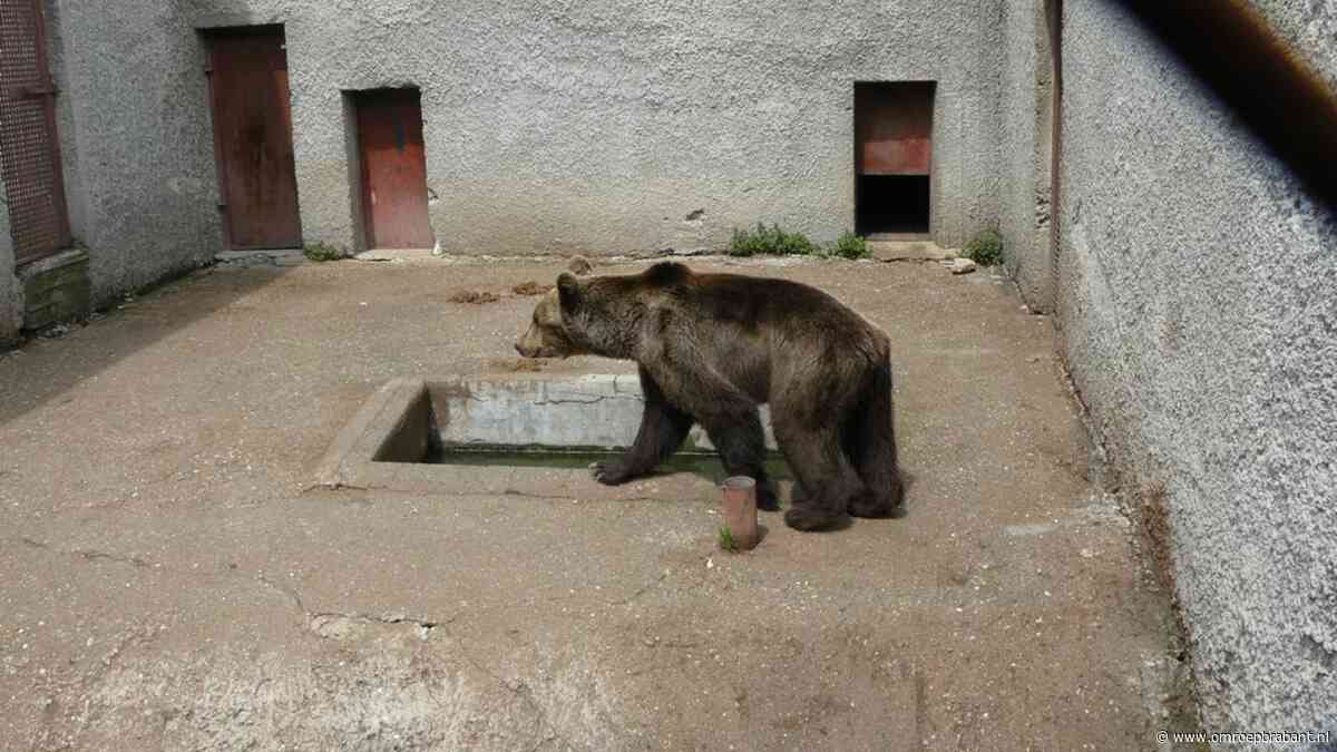 Na jaren in kille berenkuil vond Tosho rust in Brabant, nu is hij overleden