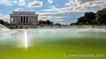 Bleach thrown into algae-ridden Reflecting Pool in desperate bid to turn it 'American flag blue' after $14.2m revamp