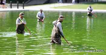 Why the Reflecting Pool Is Full of Algae After Trump's Renovation