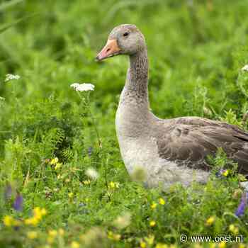 Grauwe gans veroorzaakt miljoenenschade bij Overijsselse boeren