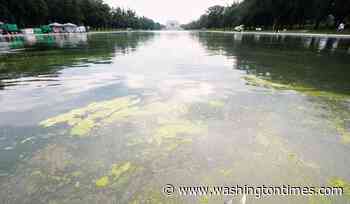 Red, white and green: Interior Dept. kicks off efforts to kill algae growth in Reflecting Pool