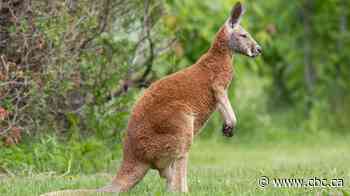 Quebec says runaway kangaroo 'Joey' poses no threat but advocate warns of risks to its safety