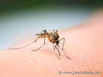 Mosquito bucket challenge, science workshop set for Maumee library