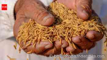 No dip in grain output in last 2 deficit rain years