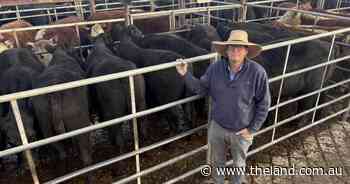 Up 30c/kg in a fortnight: why the feeder cattle spike isn't slowing down