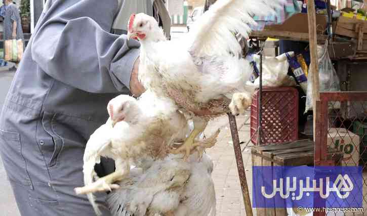 رصيف الصحافة: إغراق السوق بالكتاكيت يسبب انهيار أسعار الدجاج بالمغرب