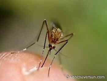 B.C. health officials to expand mosquito study on North Shore