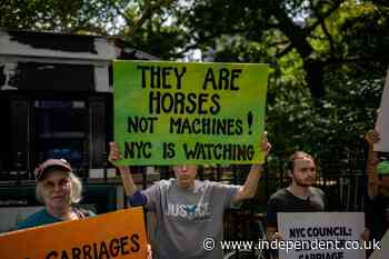 Carriage horse that died in Central Park had eaten a toxic plant earlier that day, necropsy reveals