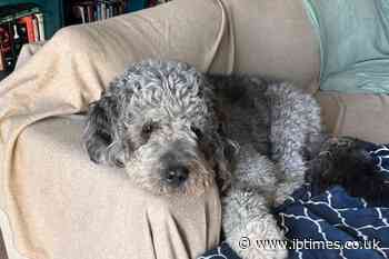 'Justice for Jameson' Fund Hits Six Figures as Fury Grows Over LAPD Shooting of Family Dog