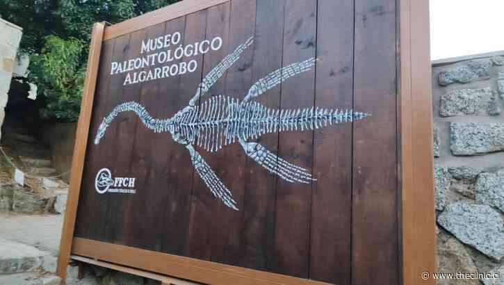 El museo paleontológico de réplicas hechas con basura reciclada que gana popularidad en Algarrobo: “Soñamos algún día contar con una colección de fósiles”